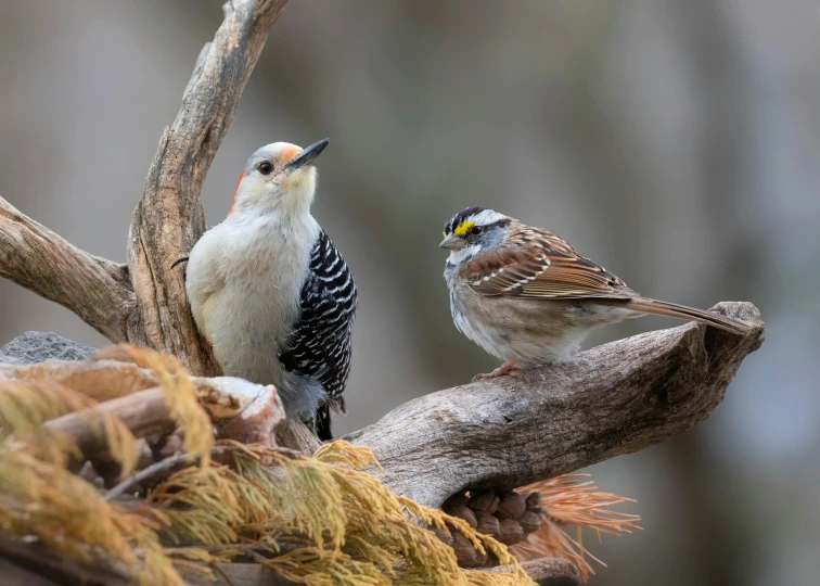 two birds sitting on top of a tree nch