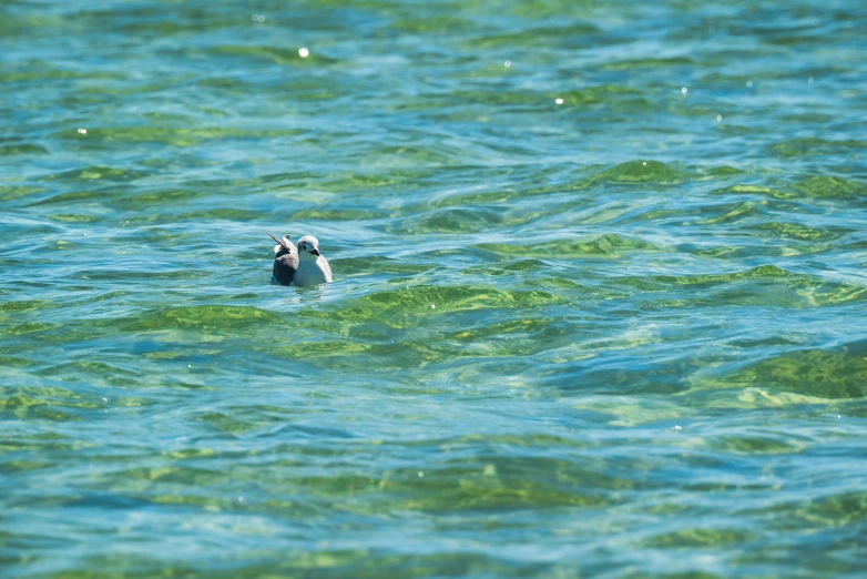 a bird floating in the ocean next to a shore line