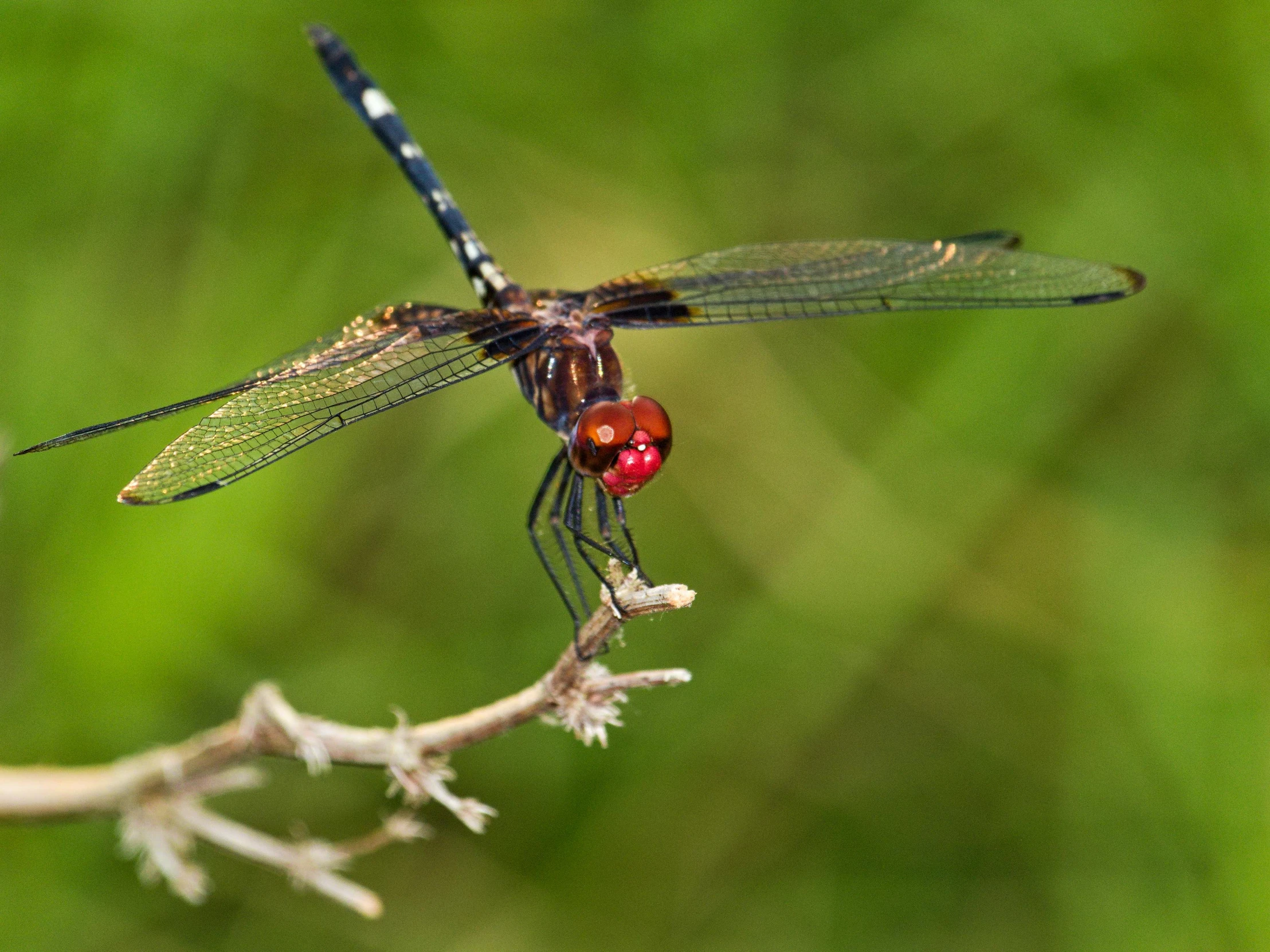 a dragon flys over a small red flower