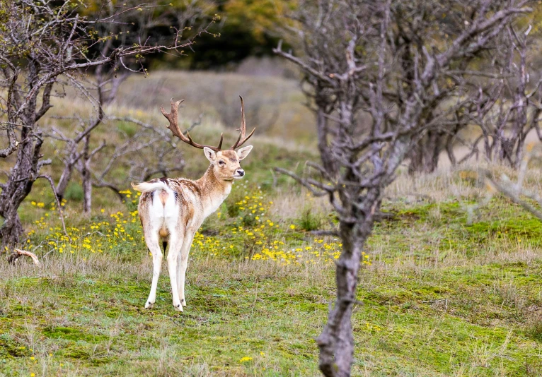 a deer with antlers on it's back stands in a field of grass