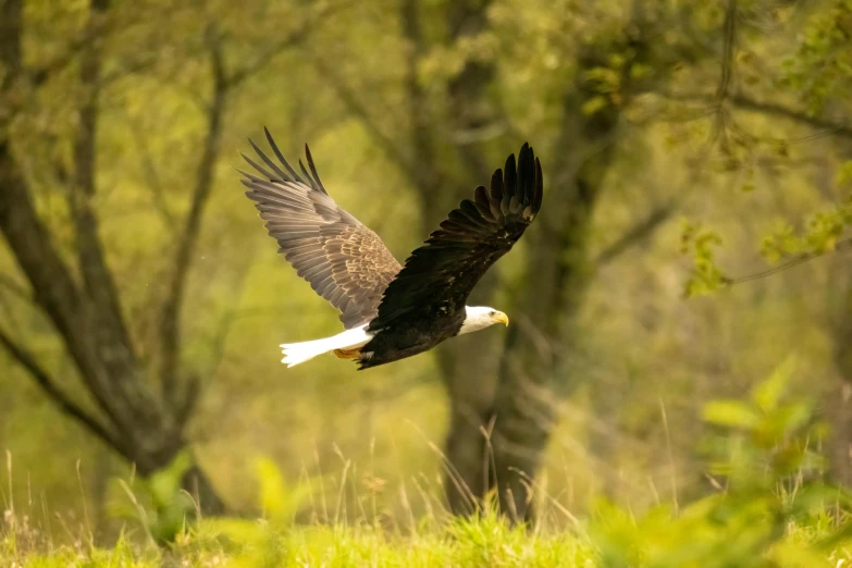 an eagle flies in the air over a field