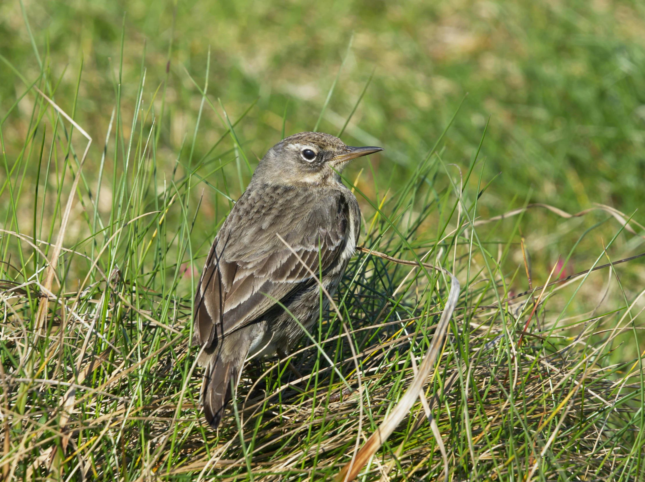 the bird is sitting on the grass alone