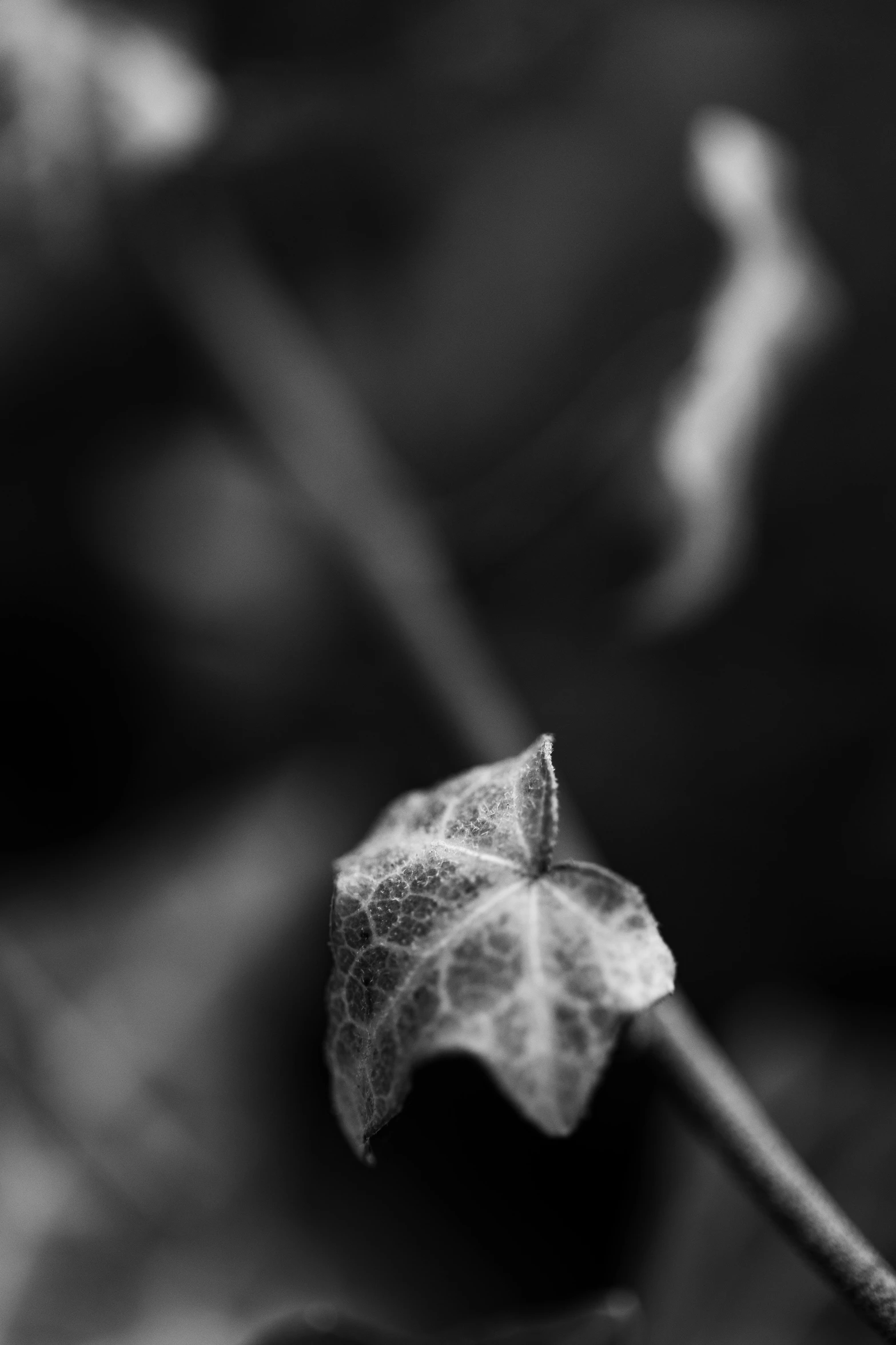 a black and white image of a single leaf on a twig