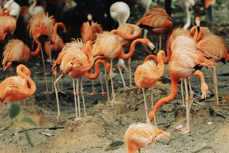 the group of flamingos are looking for food