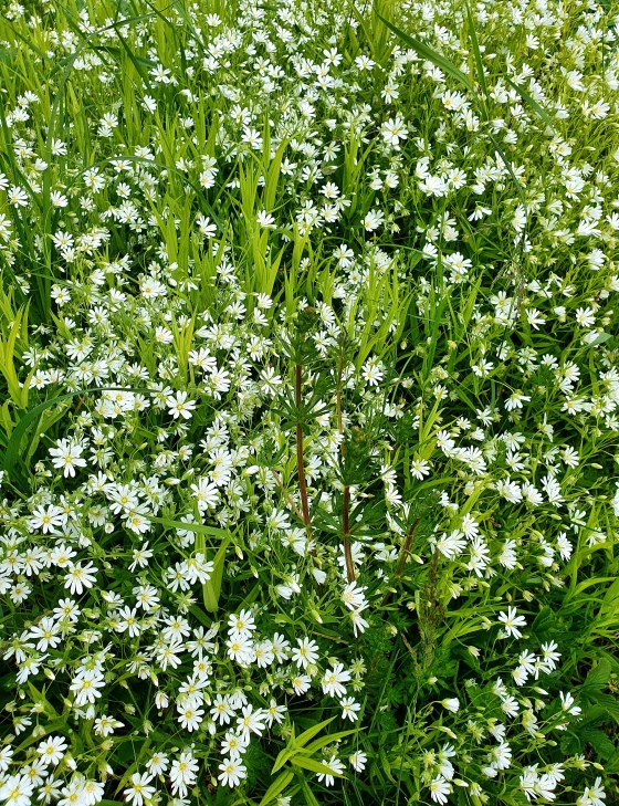 several different white flowers that are on the grass