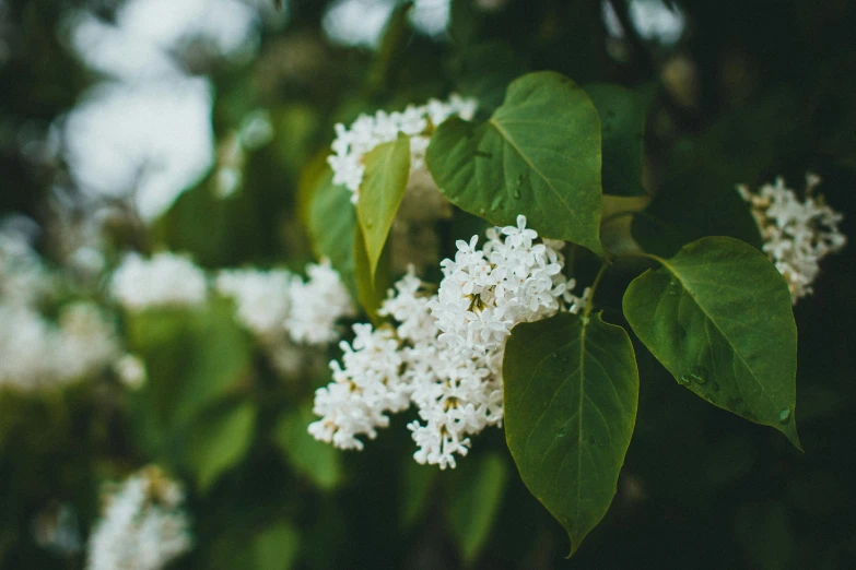 the blossoms on this plant are white and are ready to bloom