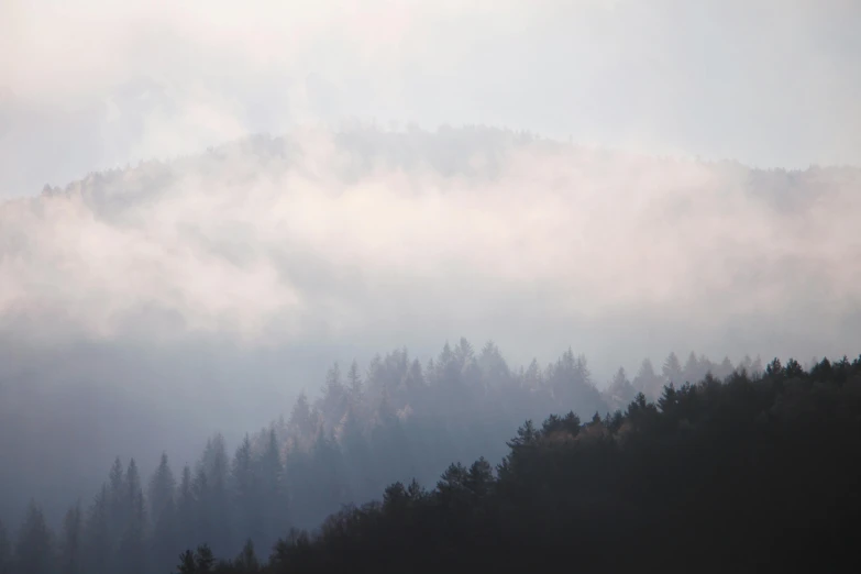 some tall trees on the side of a mountain