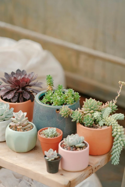 some small plants that are on some tables