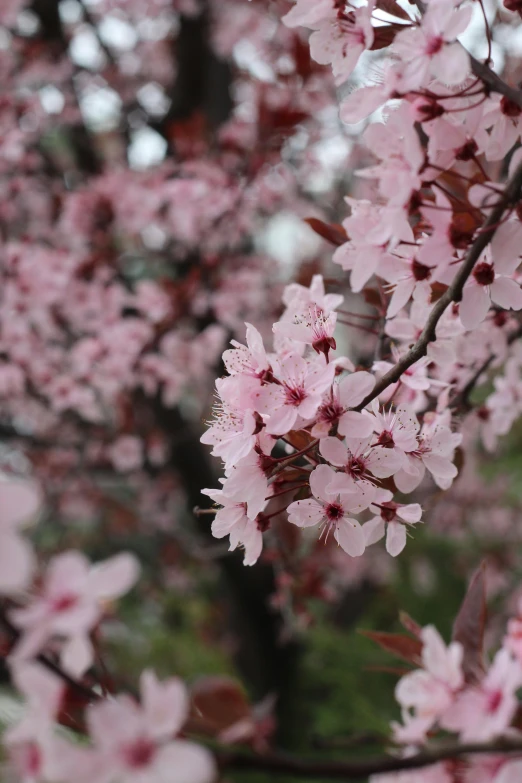 a nch with many pink flowers sitting on it