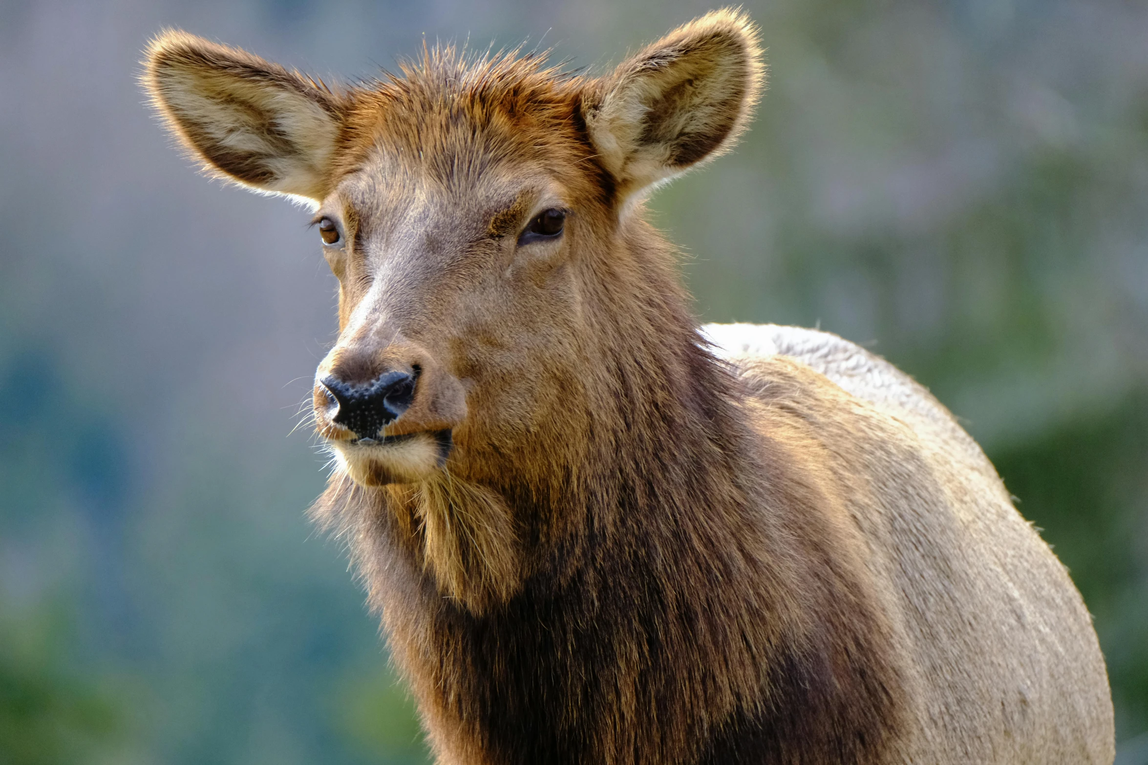 a red deer standing in the forest looking ahead