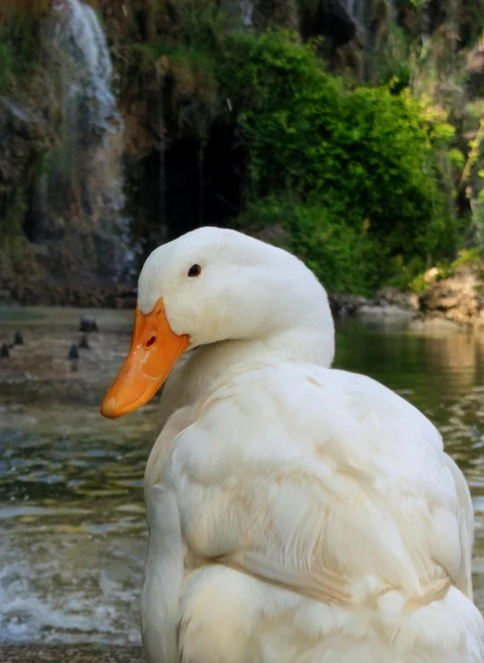 a duck is standing on the rocks by a water fall