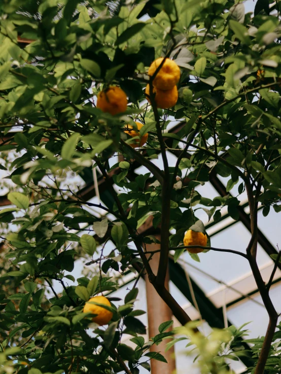 close up of a tree with several oranges