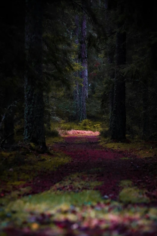 a po of a path in the forest