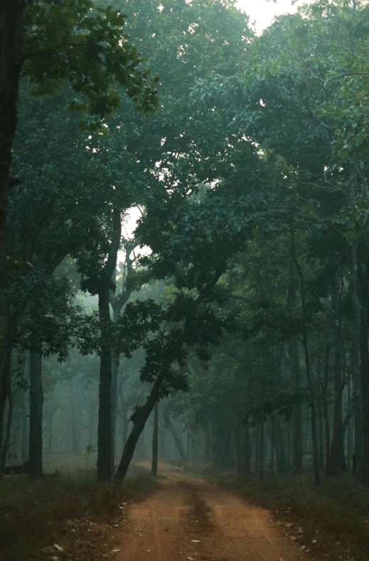 an unkempt dirt road leading to green trees