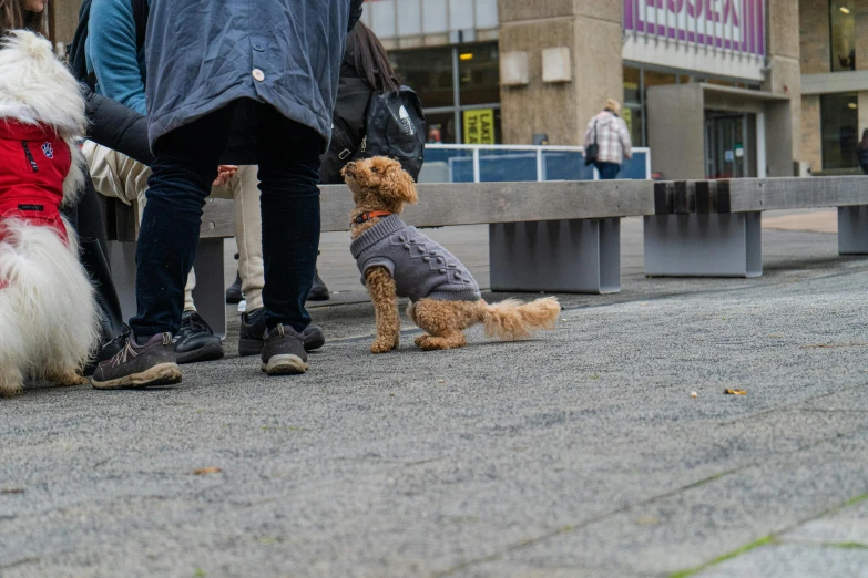 an adorable teddy bear sitting by the leashed dogs