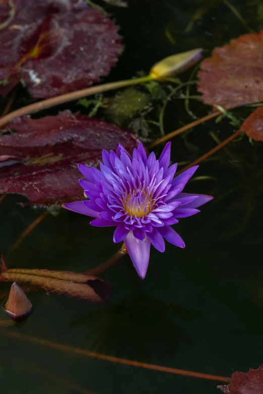 a purple flower in some water with leaves