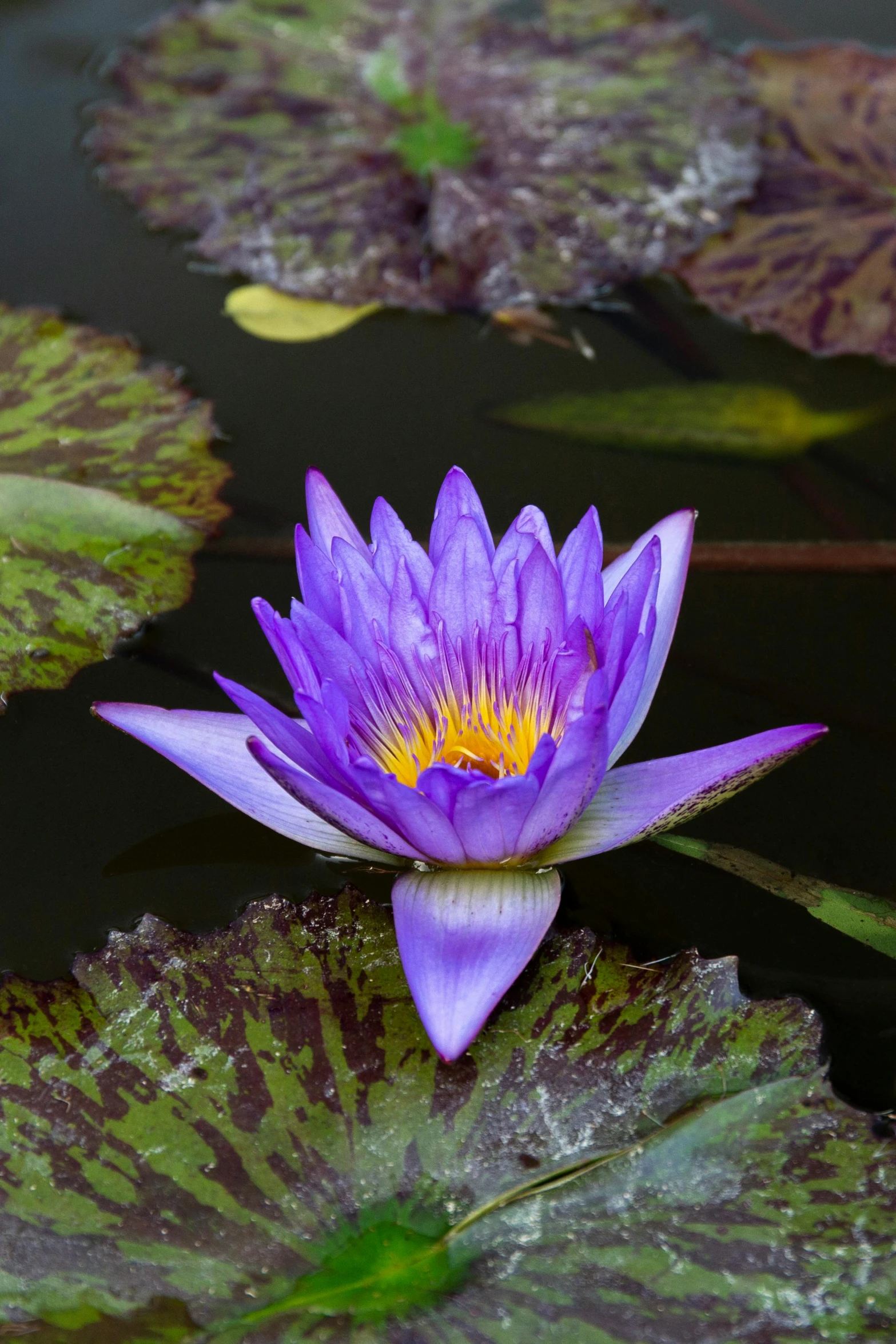 a purple flower blooming on water next to lily pads