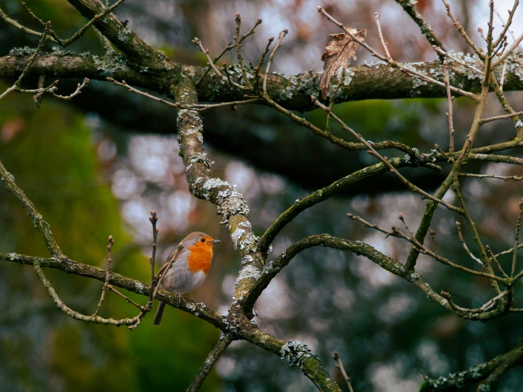 a small bird is sitting in a tree