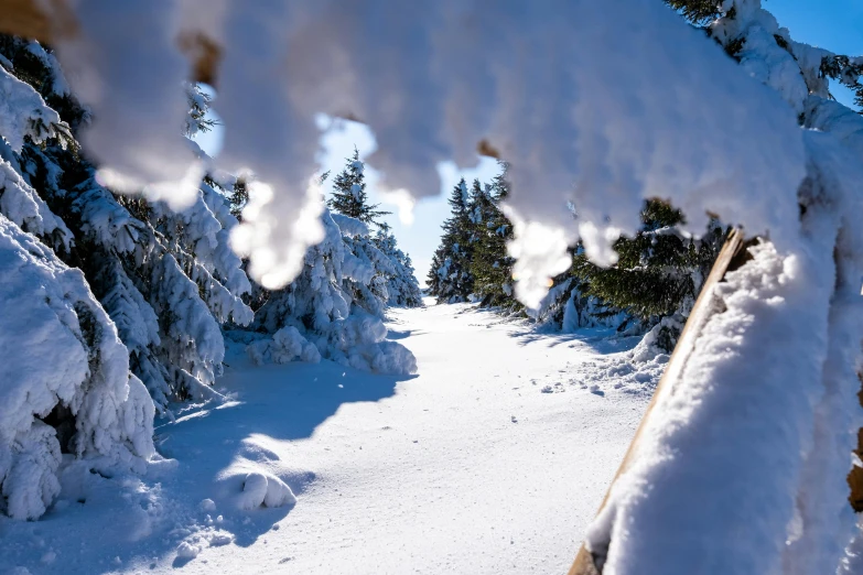 snow covered trees and a bench next to a snowy slope