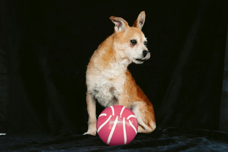 small brown and white dog with a red ball on a black background