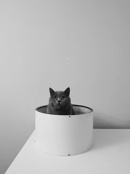 a cat sitting inside a white bowl on top of a table