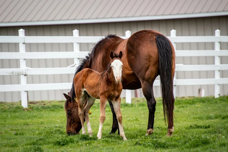 a pair of horses stand next to each other in the grass