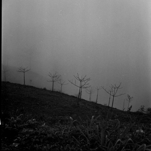 two people riding skis across a forest on a foggy day