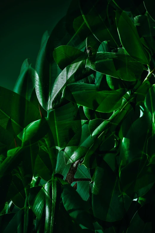 an arrangement of plants and leaves with the background of green