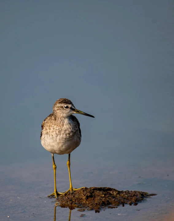 a bird stands on rocks in shallow water