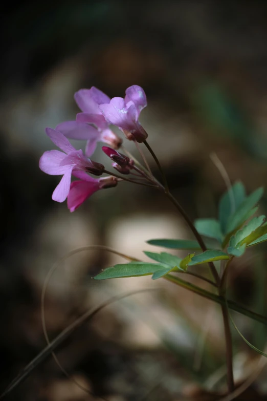 small, purple flower stands next to a plant