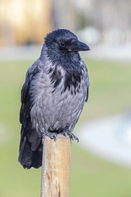 the small bird is sitting on the post