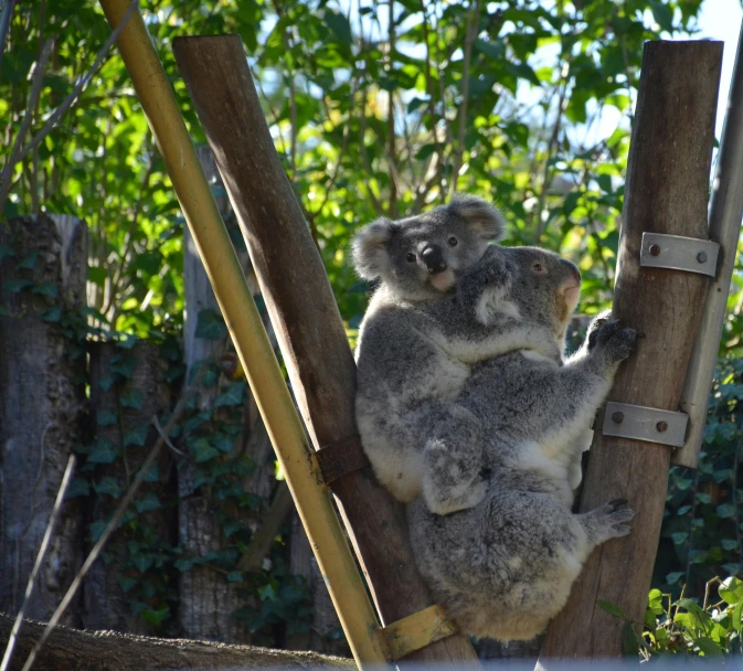 a koala bear holding its cub on a wooden pole