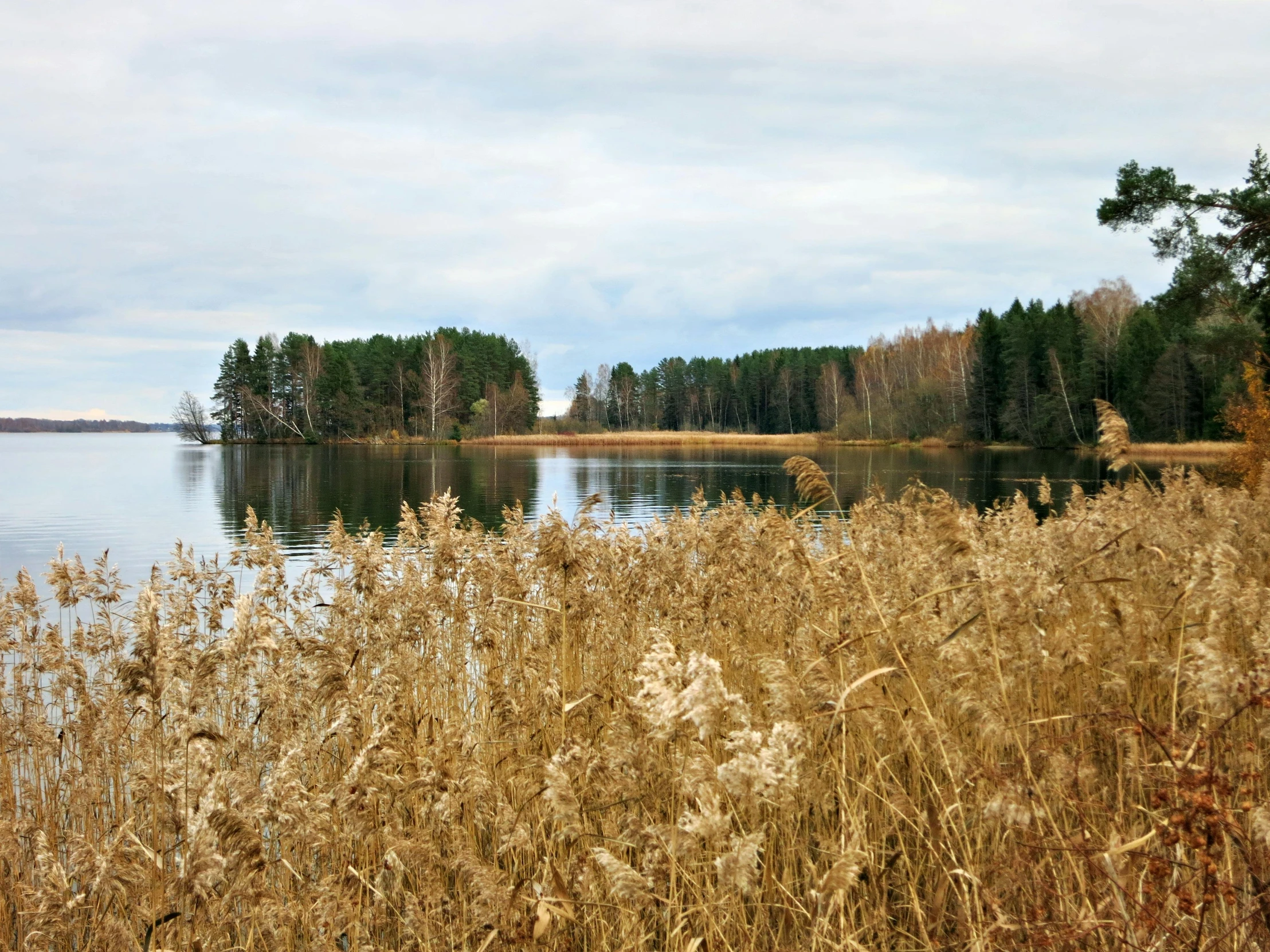 trees and bushes with some water in the background