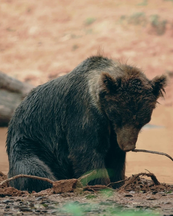 a bear sitting on the ground with a stick in its hand