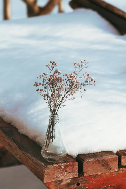 a flower in a vase sitting on some snow