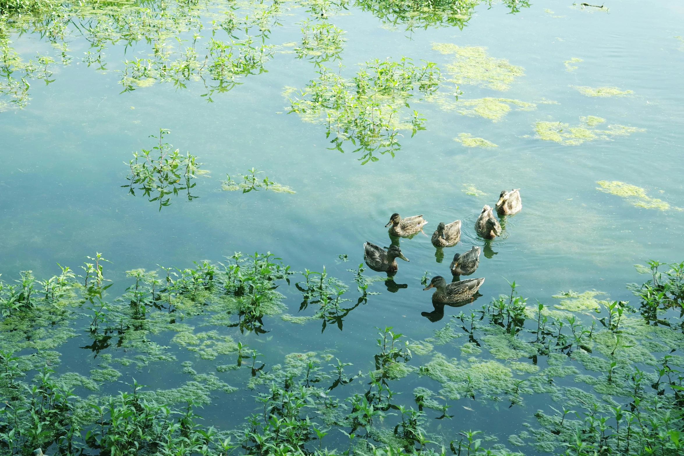 three ducks are swimming in some water next to trees