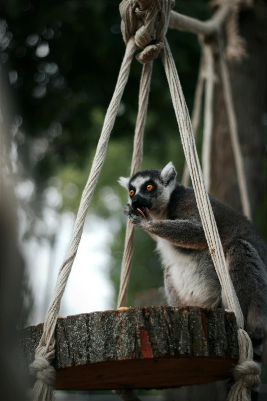 a ring - tailed lem monkey is clinging to a tree limb