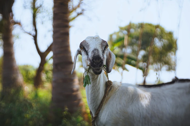 a goat standing in the middle of a forest