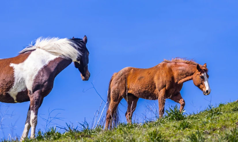 two horses walk down the hill next to each other