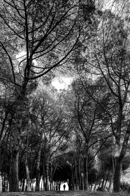 black and white pograph of tree covered road
