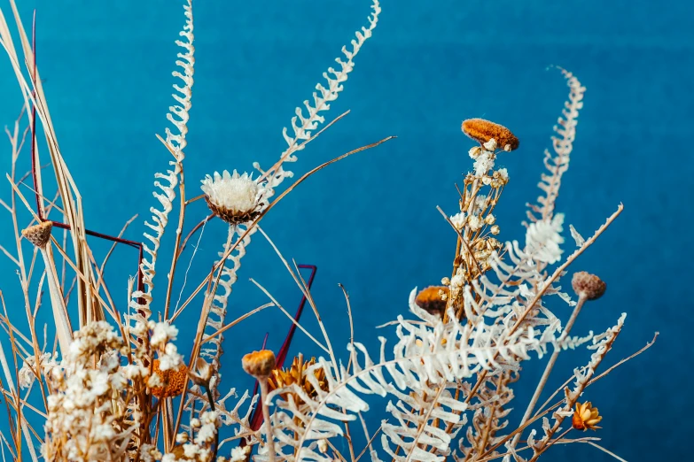 a bunch of dry flowers by some water