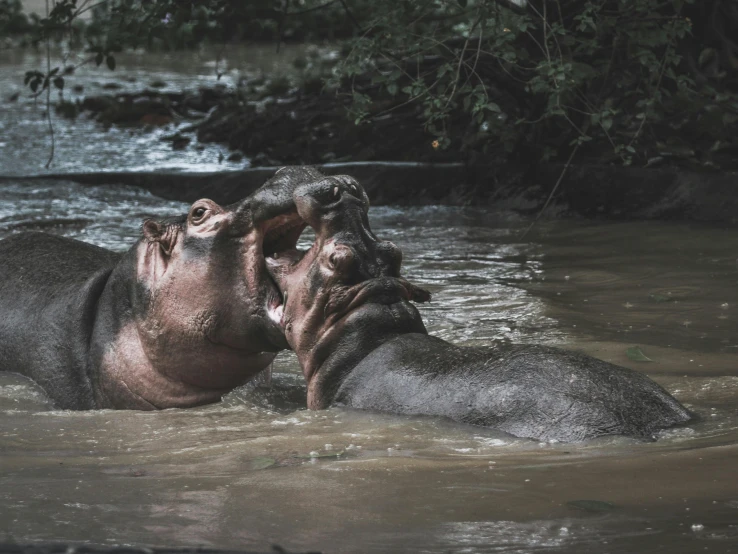 two hippopotamus play together in the river