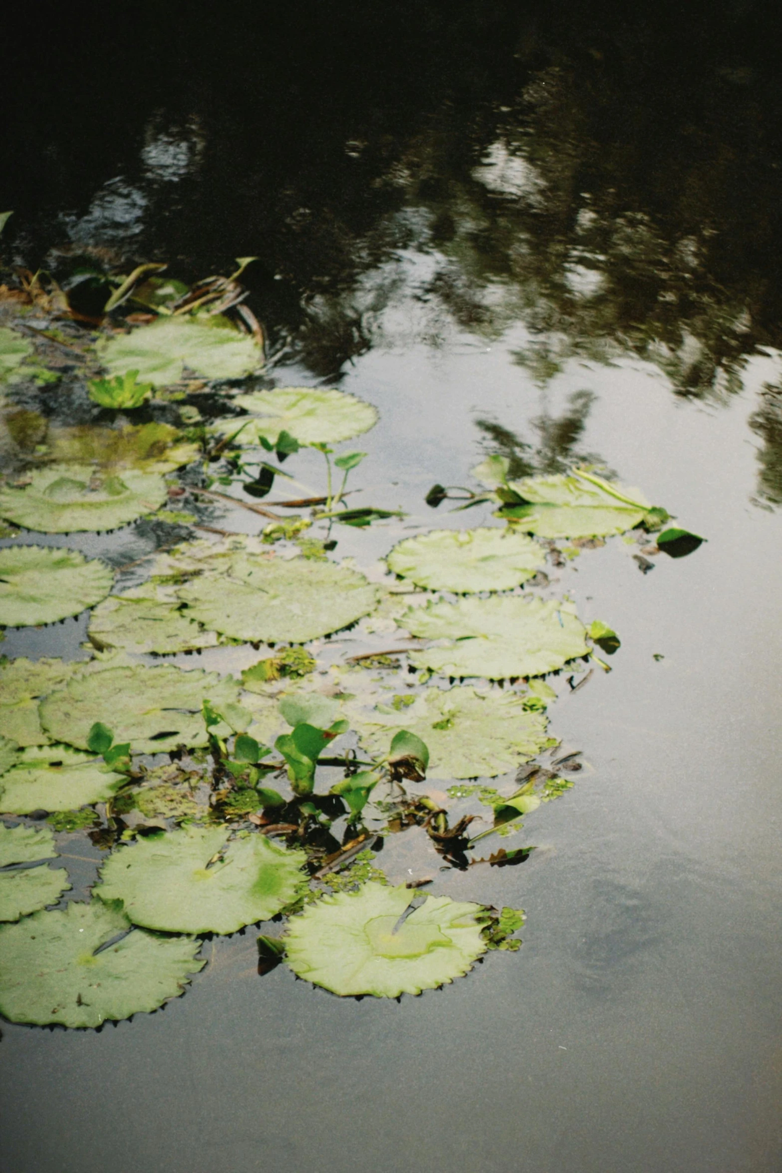 the water lily is floating along in the pond