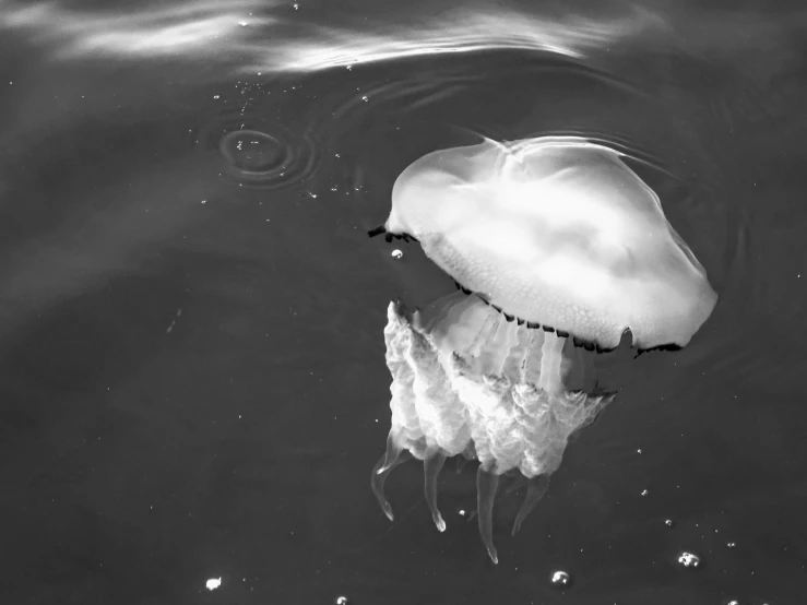 a white jelly fish floating next to a boat