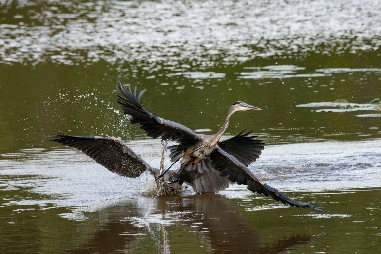 an image of two birds flapping their wings