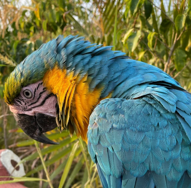 a close - up po of a bright colored parrot
