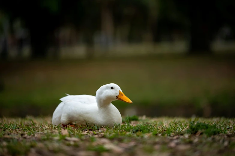 a duck is sitting in the grass near other birds