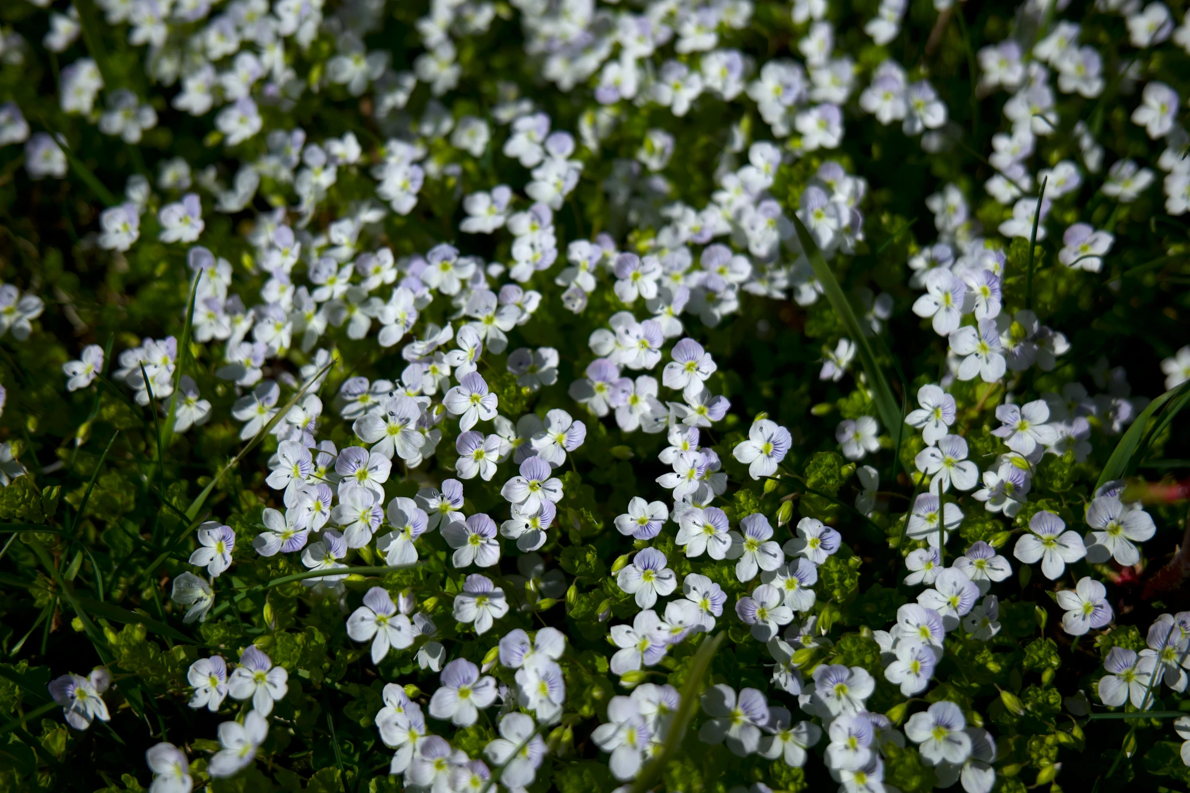 white flowers bloom in the green leaves of grass