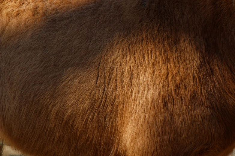 a close up po of the skin of a cow