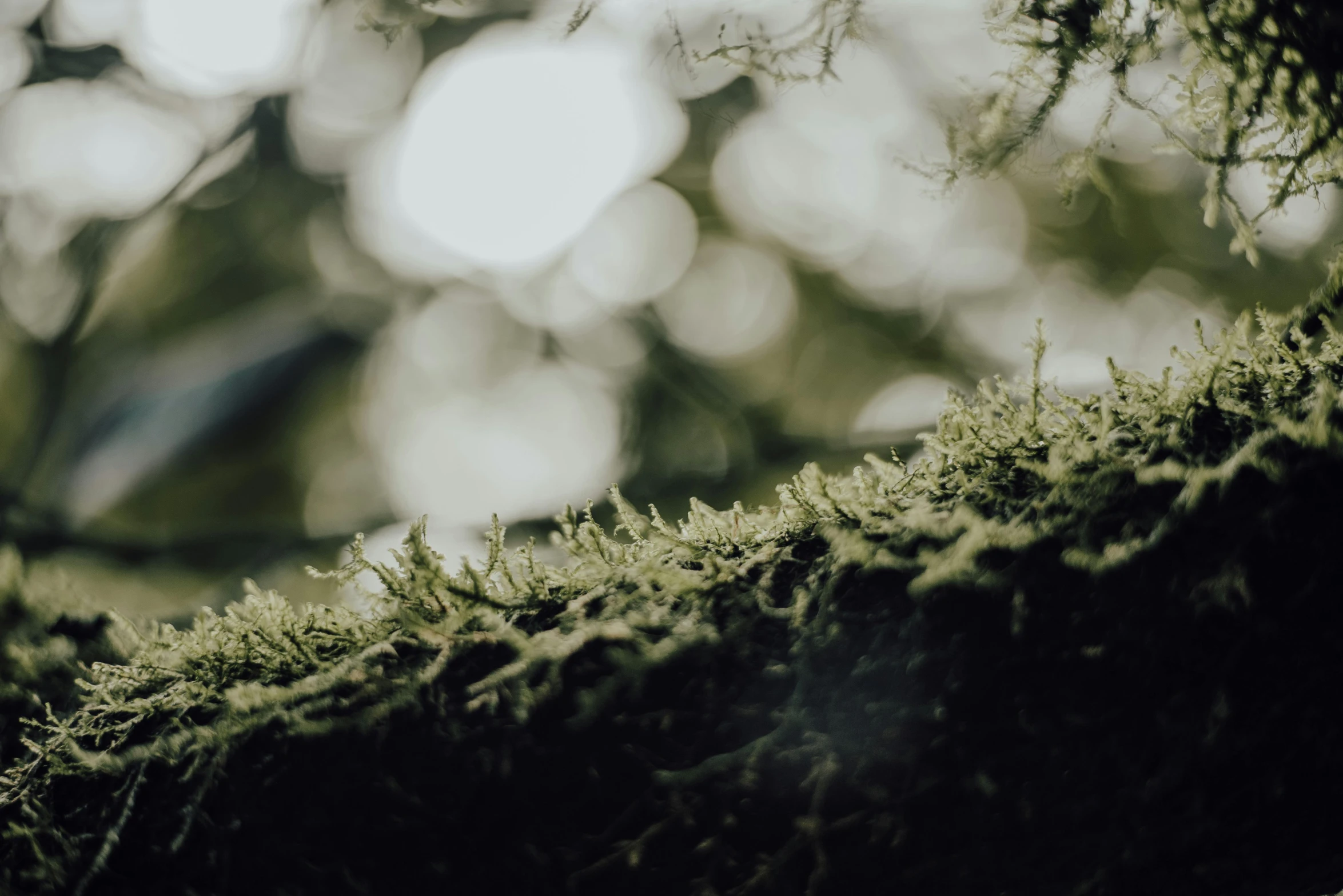 moss covered tree with very bright sunlight shining through